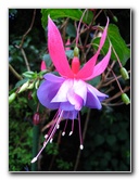 Parnell-Suburb-Auckland-North-Island-New-Zealand-032