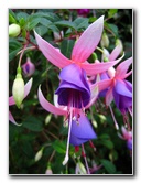 Parnell-Suburb-Auckland-North-Island-New-Zealand-033