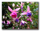 Parnell-Suburb-Auckland-North-Island-New-Zealand-034