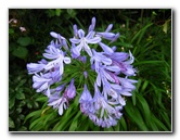 Parnell-Suburb-Auckland-North-Island-New-Zealand-035