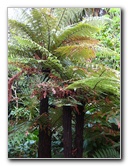 Parnell-Suburb-Auckland-North-Island-New-Zealand-037