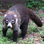 Parque Natural Metropolitano - Panama City