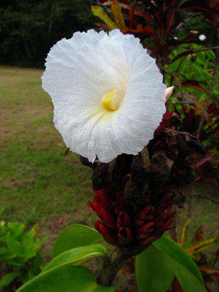 Parque-Natural-Metropolitano-Panama-City-022