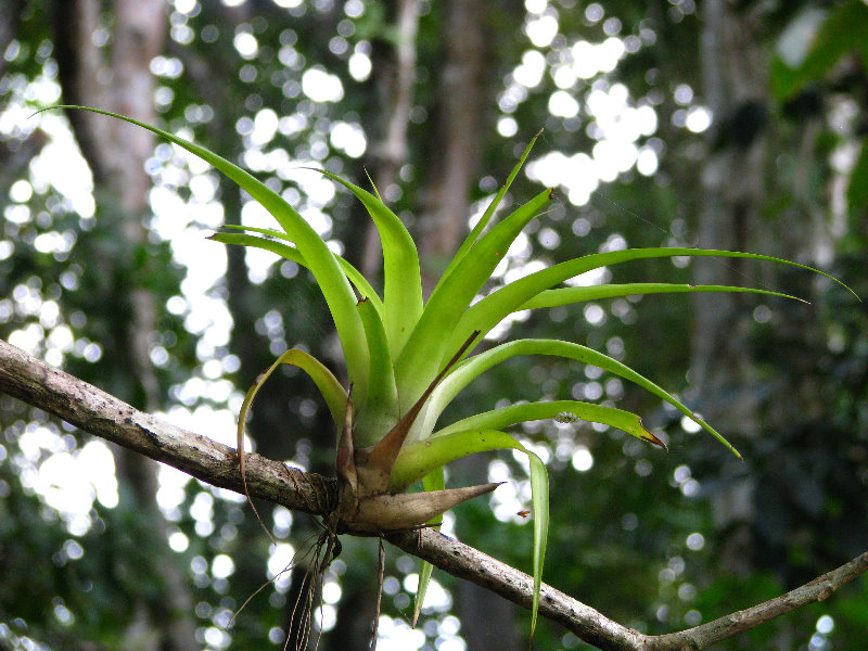 Parque-Natural-Metropolitano-Panama-City-025