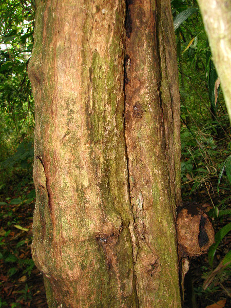 Parque-Natural-Metropolitano-Panama-City-028