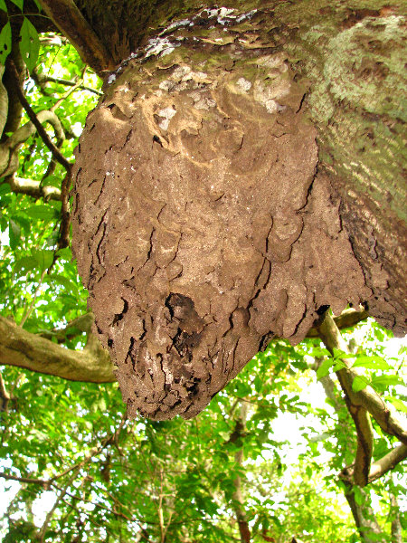 Parque-Natural-Metropolitano-Panama-City-030