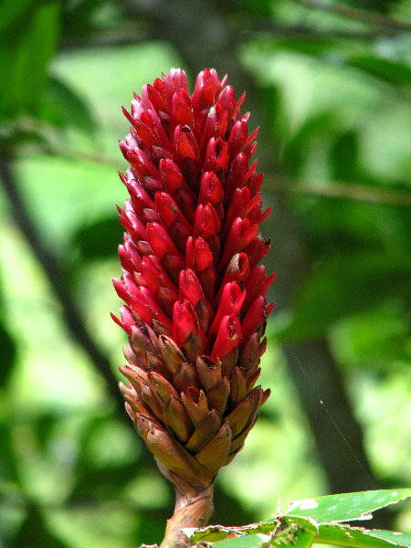 Parque-Natural-Metropolitano-Panama-City-043