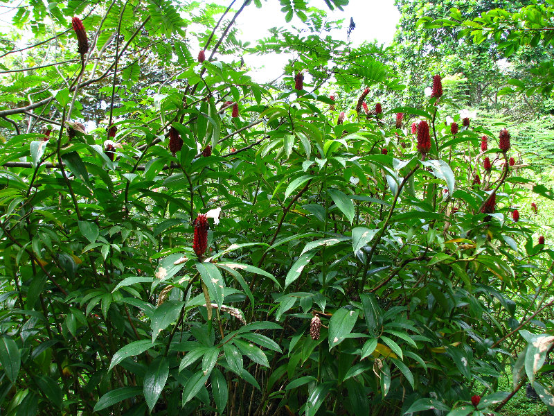 Parque-Natural-Metropolitano-Panama-City-044