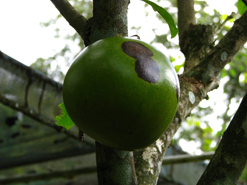 Parque-Natural-Metropolitano-Panama-City-047