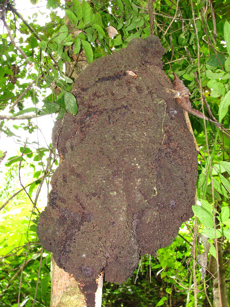 Parque-Natural-Metropolitano-Panama-City-055