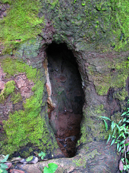Parque-Natural-Metropolitano-Panama-City-056