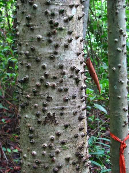 Parque-Natural-Metropolitano-Panama-City-058