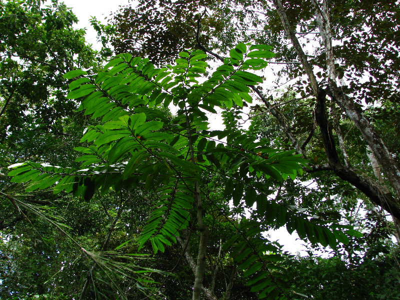 Parque-Natural-Metropolitano-Panama-City-060