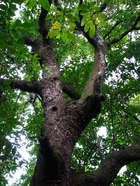 Parque-Natural-Metropolitano-Panama-City-063