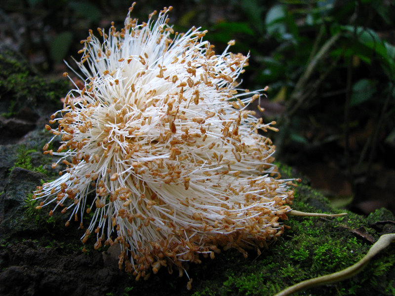 Parque-Natural-Metropolitano-Panama-City-066