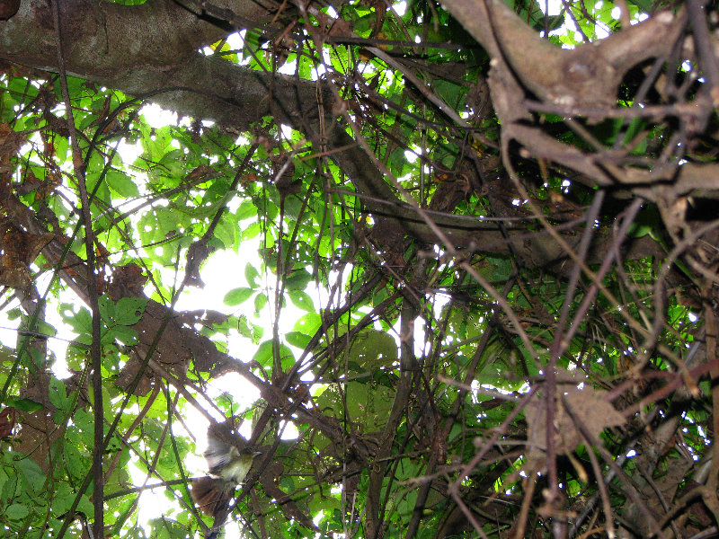 Parque-Natural-Metropolitano-Panama-City-068