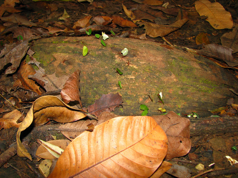 Parque-Natural-Metropolitano-Panama-City-069