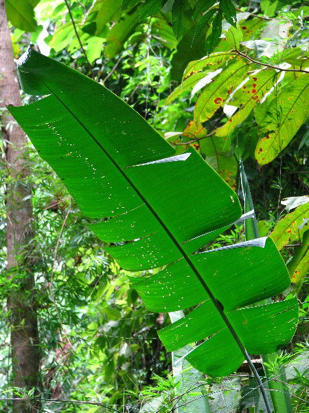 Parque-Natural-Metropolitano-Panama-City-070