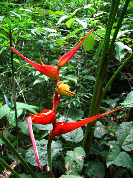Parque-Natural-Metropolitano-Panama-City-071