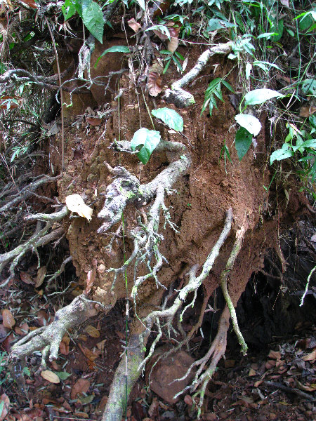 Parque-Natural-Metropolitano-Panama-City-073