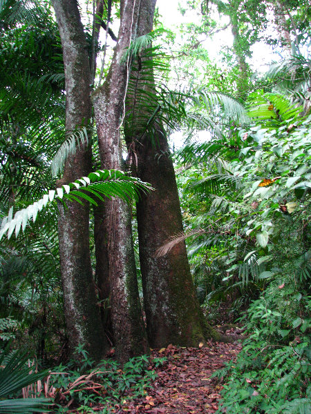 Parque-Natural-Metropolitano-Panama-City-075