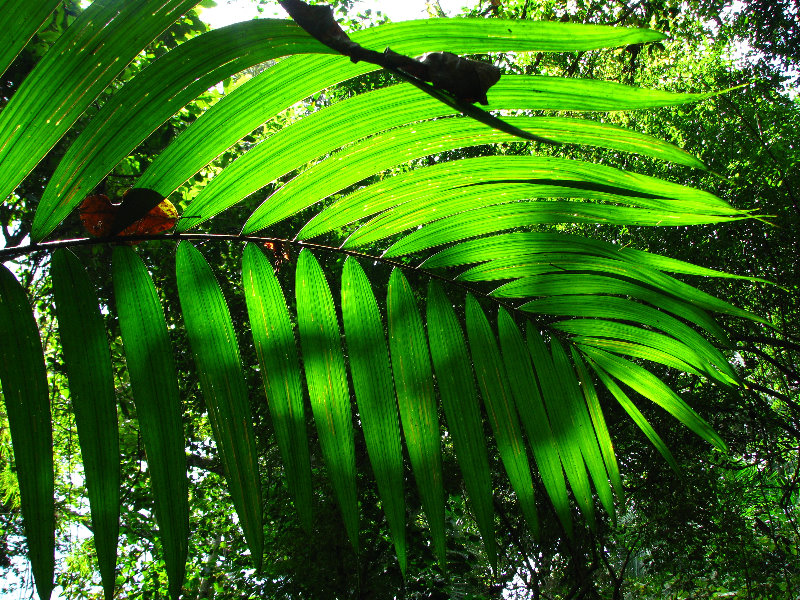 Parque-Natural-Metropolitano-Panama-City-078