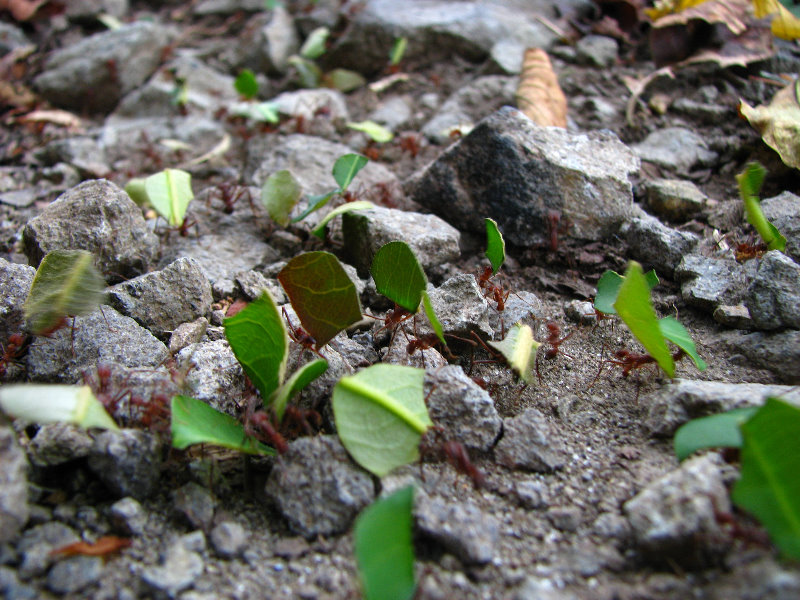 Parque-Natural-Metropolitano-Panama-City-111