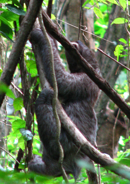 Parque-Natural-Metropolitano-Panama-City-119