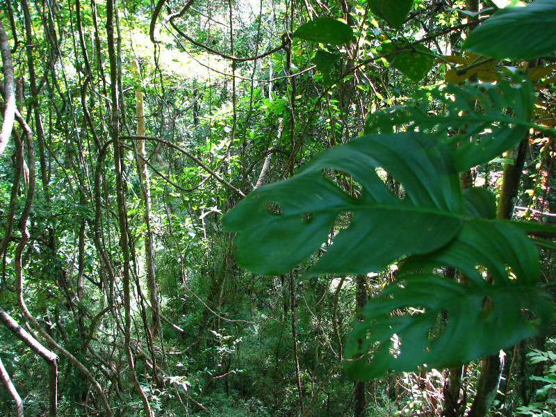 Parque-Natural-Metropolitano-Panama-City-126