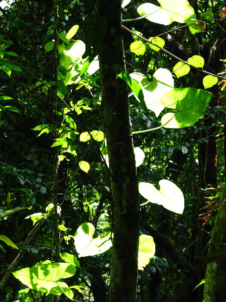 Parque-Natural-Metropolitano-Panama-City-127