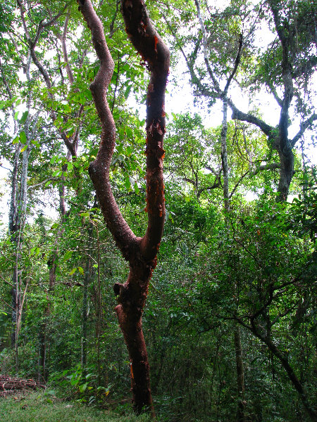 Parque-Natural-Metropolitano-Panama-City-128