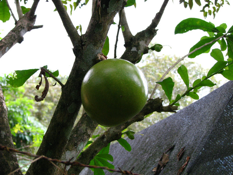 Parque-Natural-Metropolitano-Panama-City-135