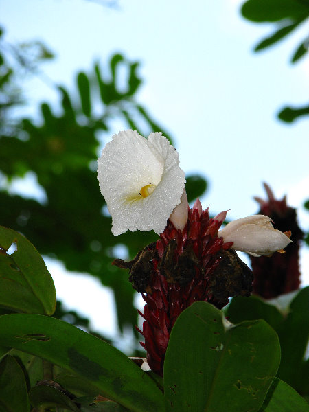 Parque-Natural-Metropolitano-Panama-City-136