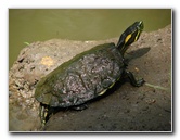 Parque-Natural-Metropolitano-Panama-City-039