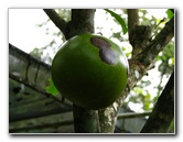 Parque-Natural-Metropolitano-Panama-City-047