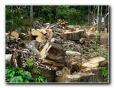 Parque-Natural-Metropolitano-Panama-City-050