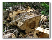 Parque-Natural-Metropolitano-Panama-City-051