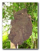 Parque-Natural-Metropolitano-Panama-City-055