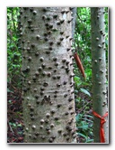 Parque-Natural-Metropolitano-Panama-City-058