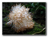 Parque-Natural-Metropolitano-Panama-City-066