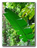 Parque-Natural-Metropolitano-Panama-City-070