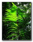 Parque-Natural-Metropolitano-Panama-City-077