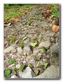 Parque-Natural-Metropolitano-Panama-City-110