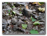 Parque-Natural-Metropolitano-Panama-City-112