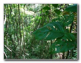 Parque-Natural-Metropolitano-Panama-City-126