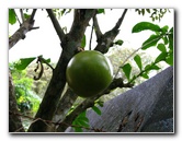 Parque-Natural-Metropolitano-Panama-City-135