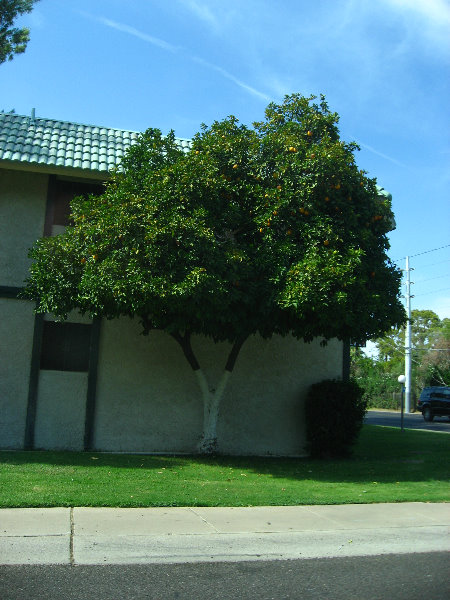 Phoenix-and-Scottsdale-AZ-030