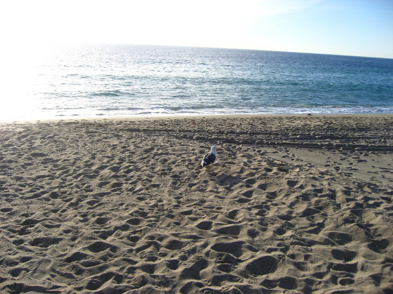 Point-Dume-State-Beach-Malibu-CA-005