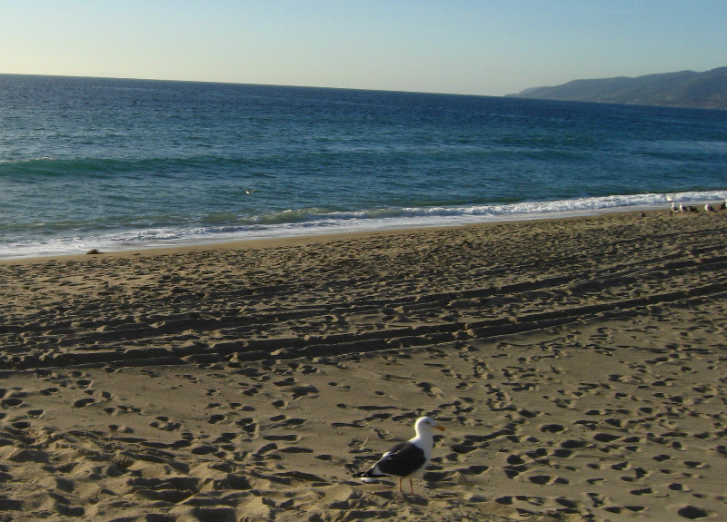 Point-Dume-State-Beach-Malibu-CA-006