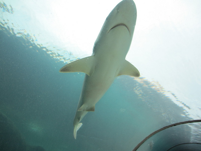 Predator-Lagoon-Underwater-Tunnel-Sharks-Atlantis-Bahamas-002